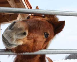 Pony am Gatter Pony am Gatter