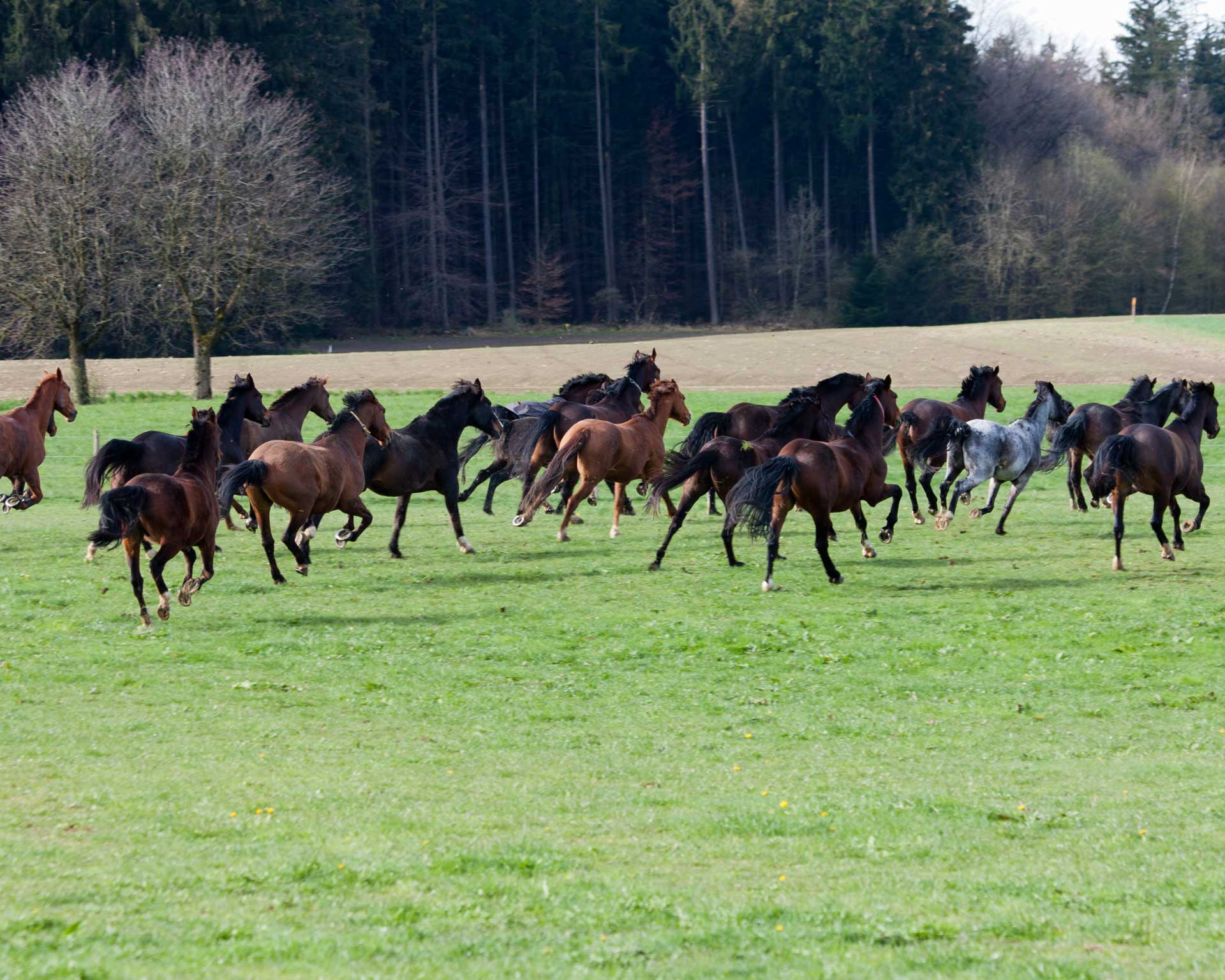 Pferde im Galopp