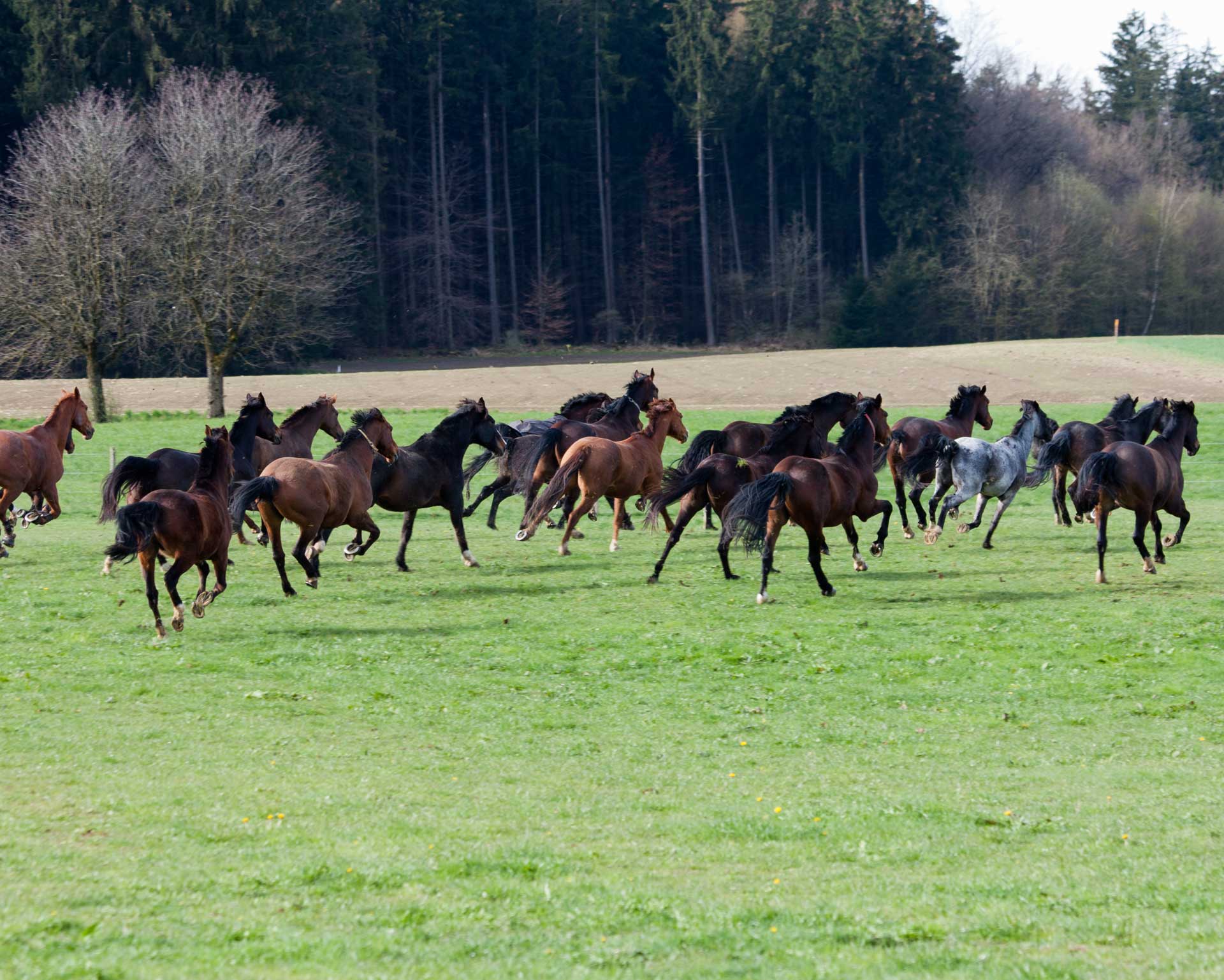 Pferde im Galopp Pferde im Galopp